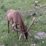 Hirsch im Rocky Mountain Nationalpark