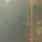 Bye Bye San Francisco