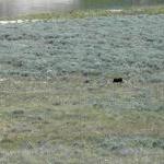 Hayden Valley Grizzly