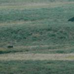 Hayden Valley Grizzly und Bison