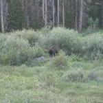 Elchkuh, scheues Tier ;-)