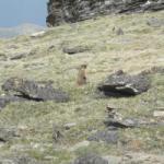 Murmeltier im Rocky Mountain Nationalpark