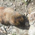 Murmeltier im Rocky Mountain Nationalpark