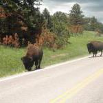 Bisons im Custer State Park