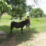 Wilder Esel im Custer State Park