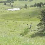 Bisonherde im Custer State Park