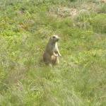 Präriehunde am Devil's Tower