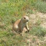 Präriehunde am Devil's Tower