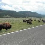 Bisons im Yellowstone