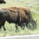 Bisons im Yellowstone