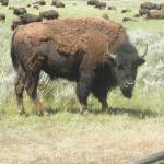 Bisons im Yellowstone