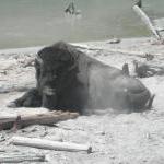 Black Dragons Caldron