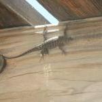 Pony Express Cold Springs