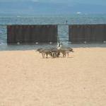 Kanadagänse? Lake Tahoe